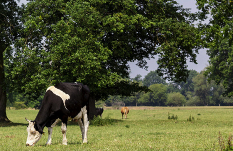 ABP Cattle